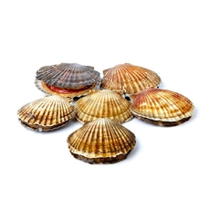 Гребешок живой (Дальний Восток)