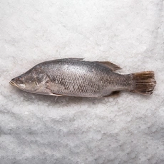 Барамунди непотрошёная сыромороженая ~2-4 кг*