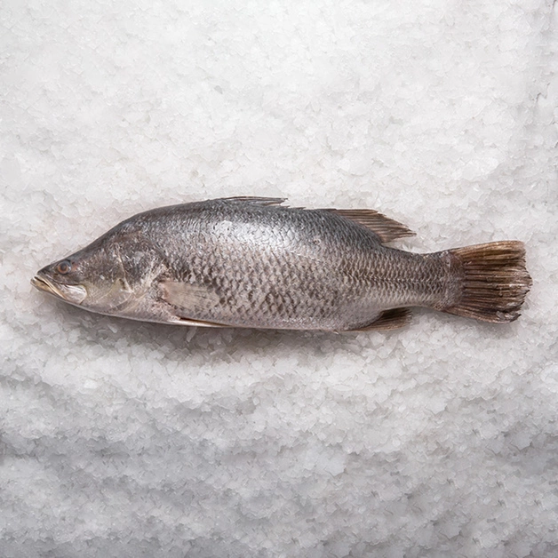 Барамунди непотрошёная сыромороженая ~2-4 кг*
