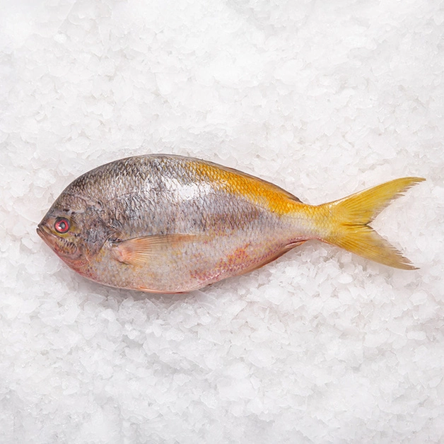 Желтохвост непотрошёный сыромороженый ~200+ г