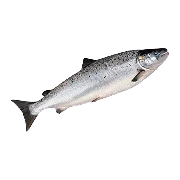 Лосось непотрошеный с головой охлаждённый «Рыбное Дело», Мурманск ~ 1-2 кг