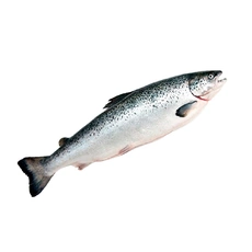 Лосось ORD потрошеный с головой охлажденный, Мурманск ~ 6-7 кг