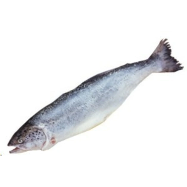 Лосось с головой потрошёный охлаждёный, Мурмнск ОРД ~ 5-6 кг