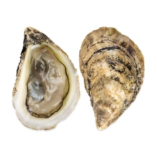 Устрица Муроцу (Япония)