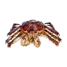 Краб Камчатский ~ 2,7-5 кг