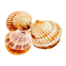 Гребешок живой ~ 200-270 г