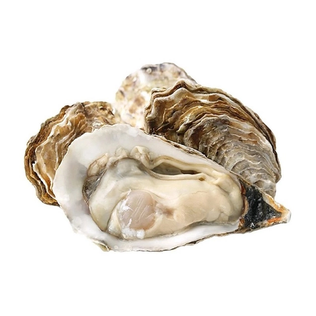 Устрица Жилардо №2 (Франция)