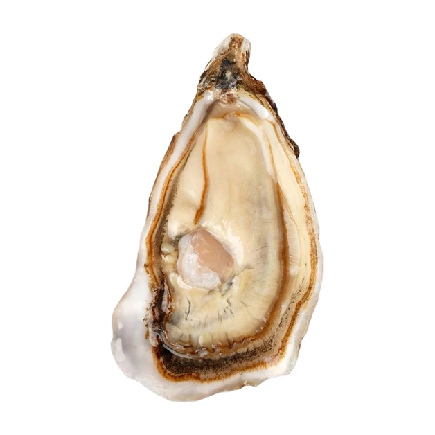 Устрица Фин Де Клер №2 (Франция)