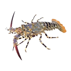 Лобстер жемчужный целый свежемороженый ~ 0,5-1,5 кг