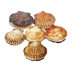 Гребешок живой 200-250 г