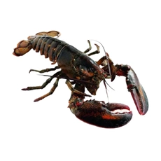 Омар живой ~500-700 г