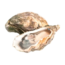 Устрица Касабланка №3